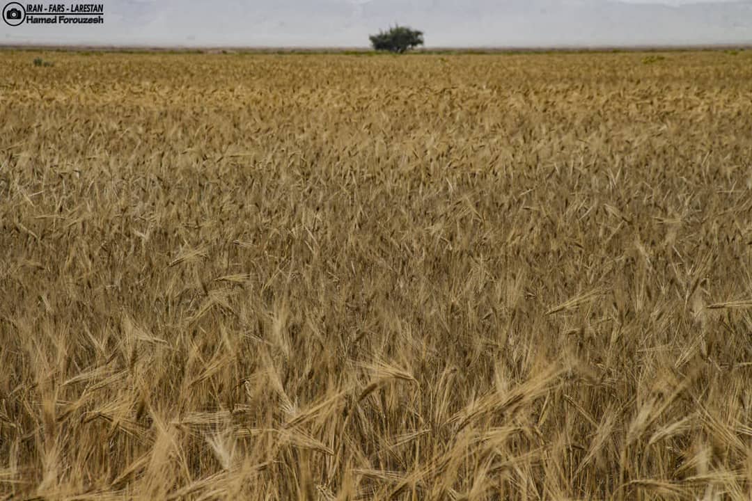 تصویر وجود ندارد